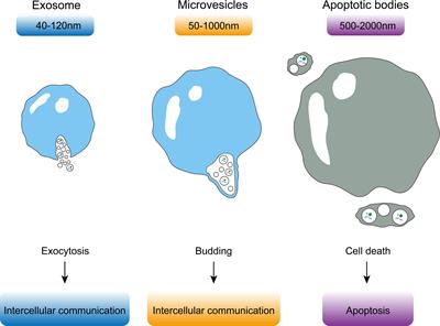 Role of extracellular vesicles in nonalcoholic fatty liver disease